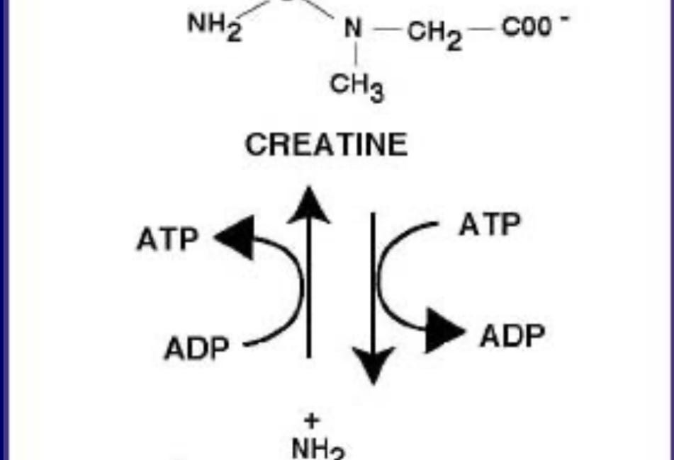 Methylation Part 1: Creatine, MTHFR, and metabolism.