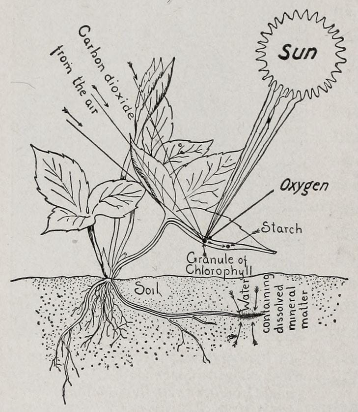 This may contain: an illustration shows the parts of a plant This may contain: an illustration shows the parts of a plant