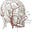 Brain site's avatar