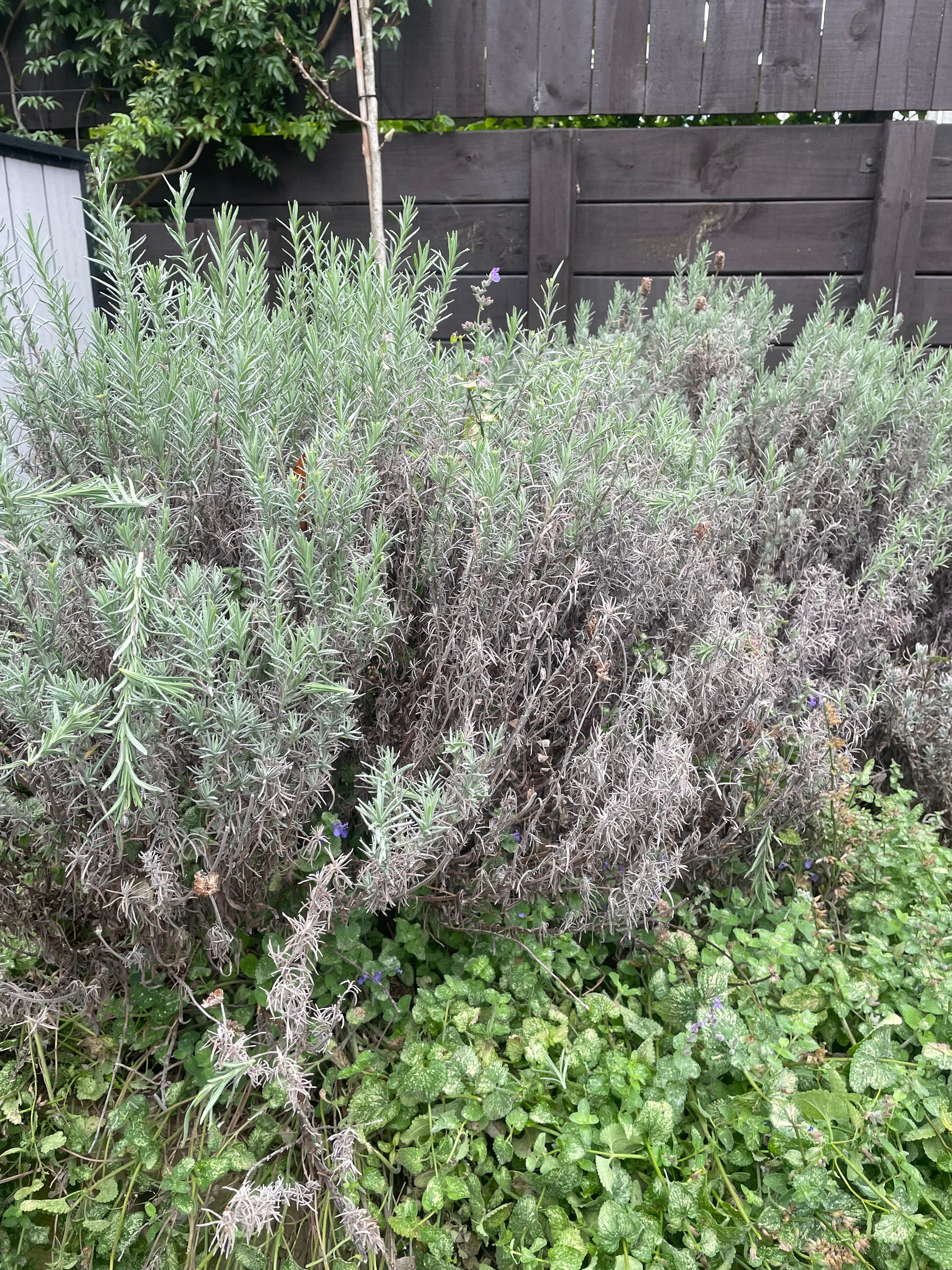 Lavender frustrations - by Zoe Barry - Very Good Gardening