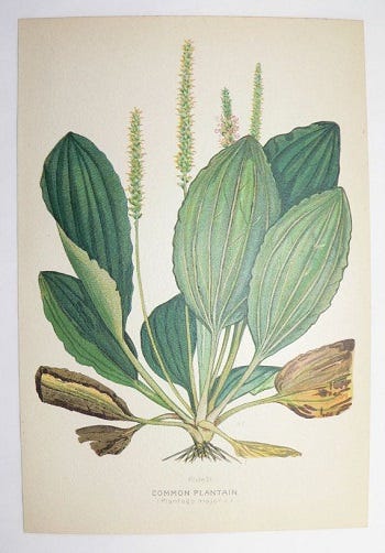 From the Spring Foraging Cookbook: Plantain