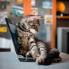 stay productive at home with your cat
