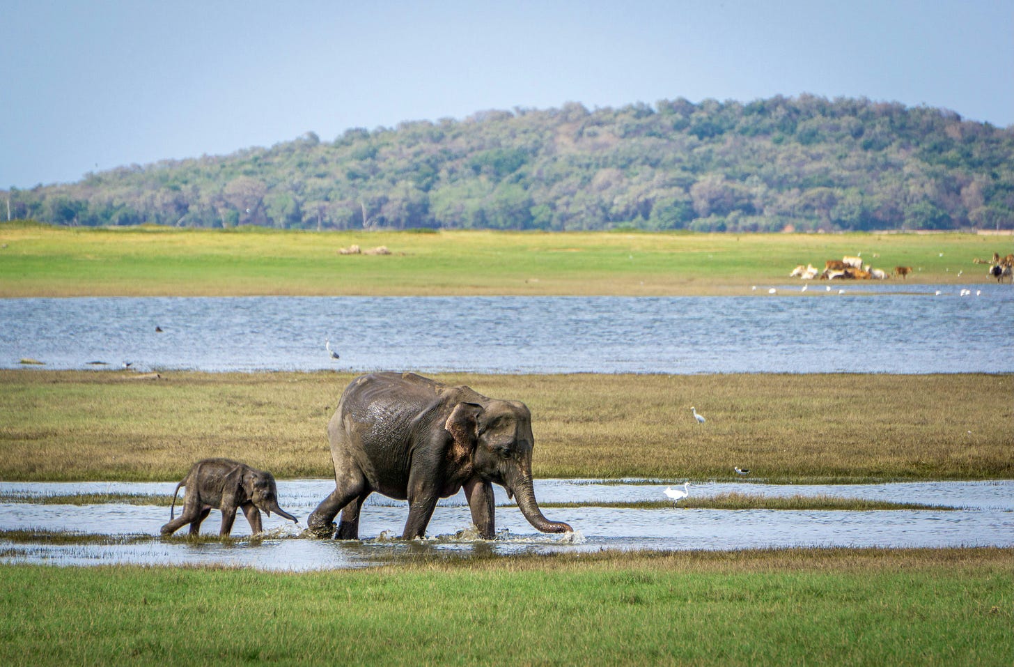 A large elephant is followed by a very small one
