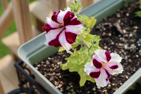 L-R Plantain Lilies, bicolored petunias, pale yellow marigold