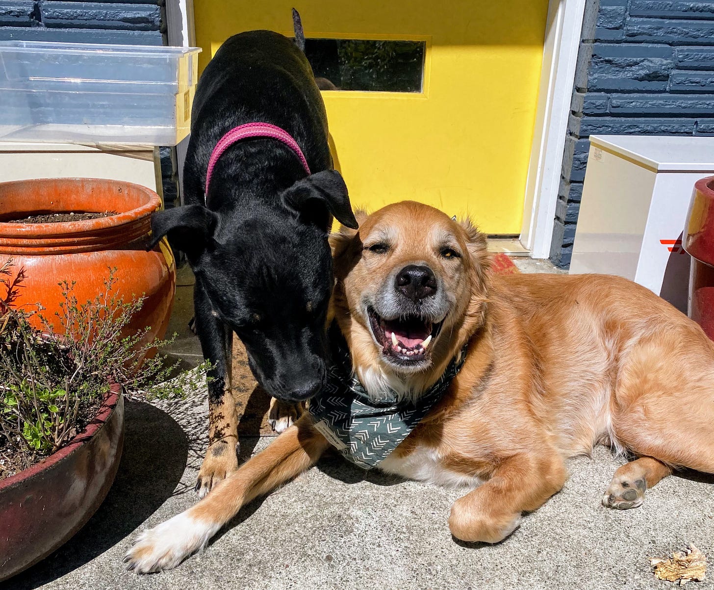 Forest enjoys recharging with solar energy. (Photo: Jennifer Roberts)