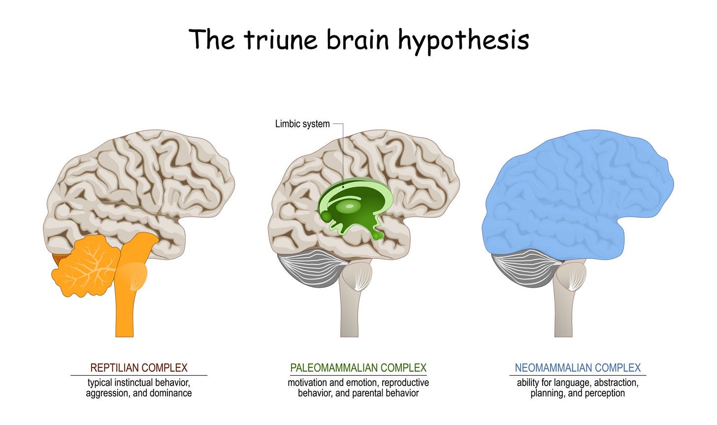 Image of triune brain hypothesis. theory about evolution of human's brain Image of triune brain hypothesis. theory about evolution of human's brain