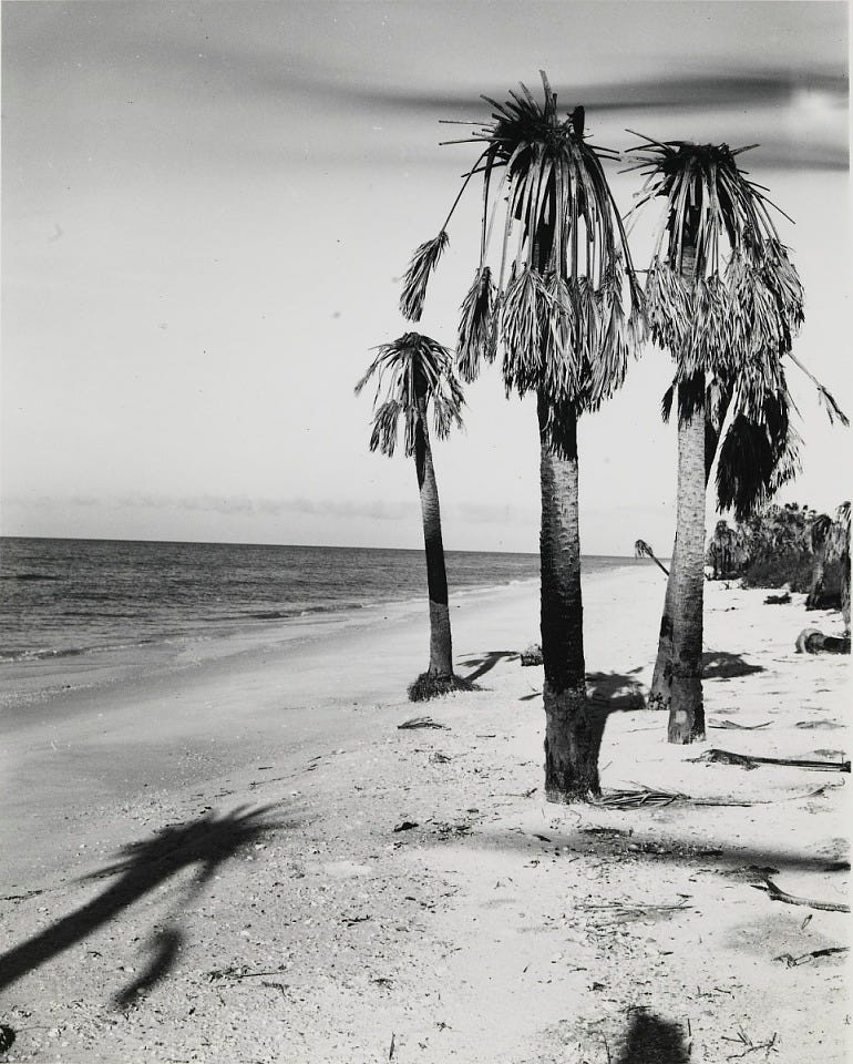Walker Evans, The Mangrove Coast, Florida, 1941, printed ca. 1960, gelatin silver print, Smithsonian American Art Museum, Gift of Michael Florez and Rebecca Gomez, 2004.21.39