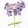 Phlox periwrinkle's avatar