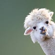 Ullises Llama's avatar