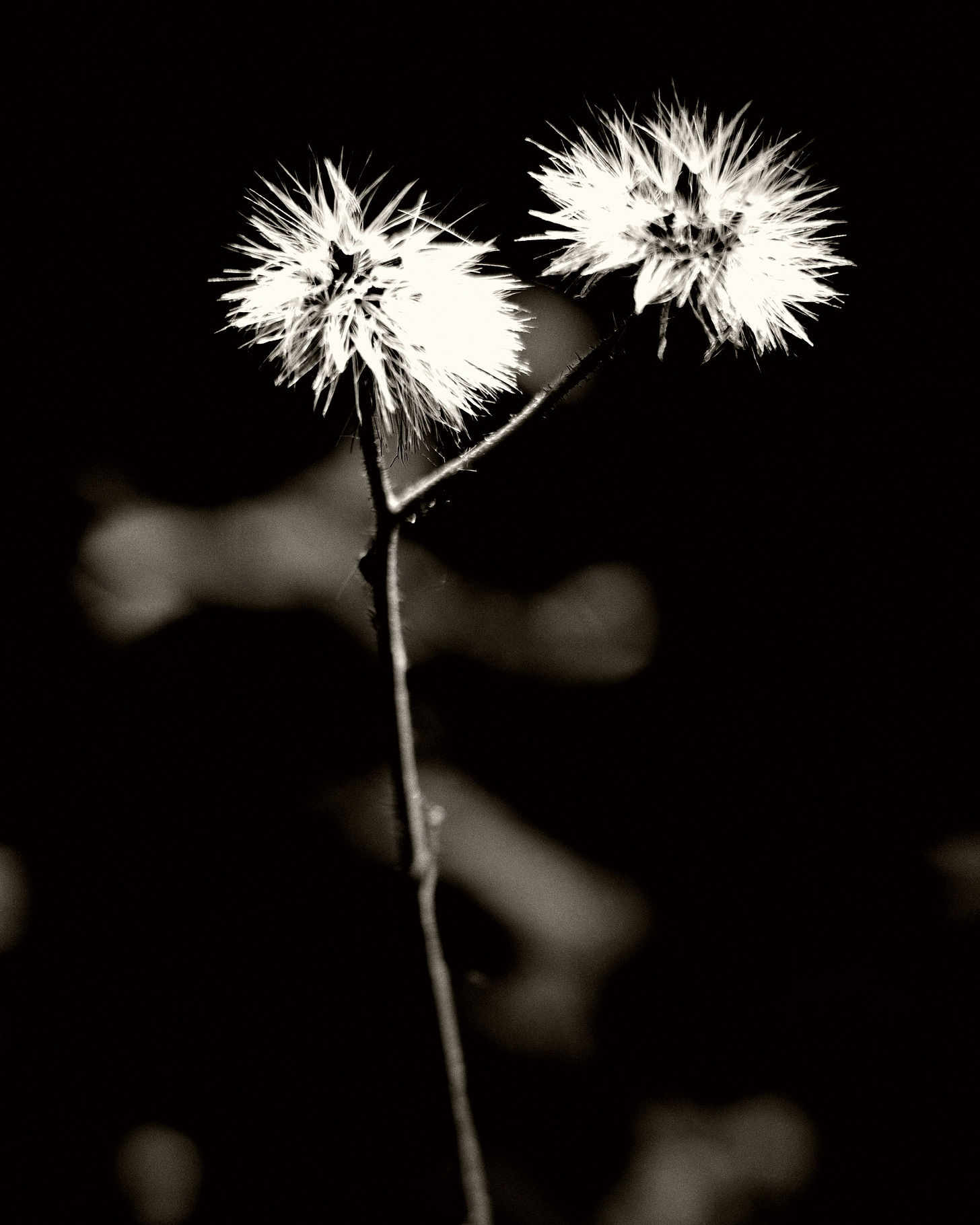 Weed flowers