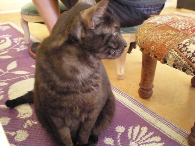 Nyafe Melange Cat Cafe Ebisu Nyafe Melange Cat Cafe Ebisu