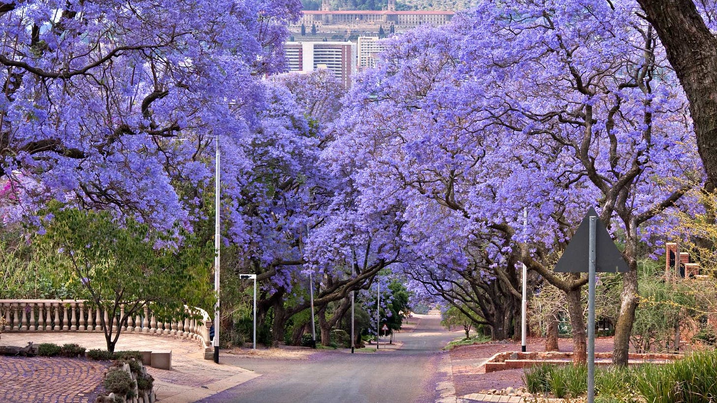 Jacaranda City: Where to see the iconic purple blooms in Pretoria - SA  People