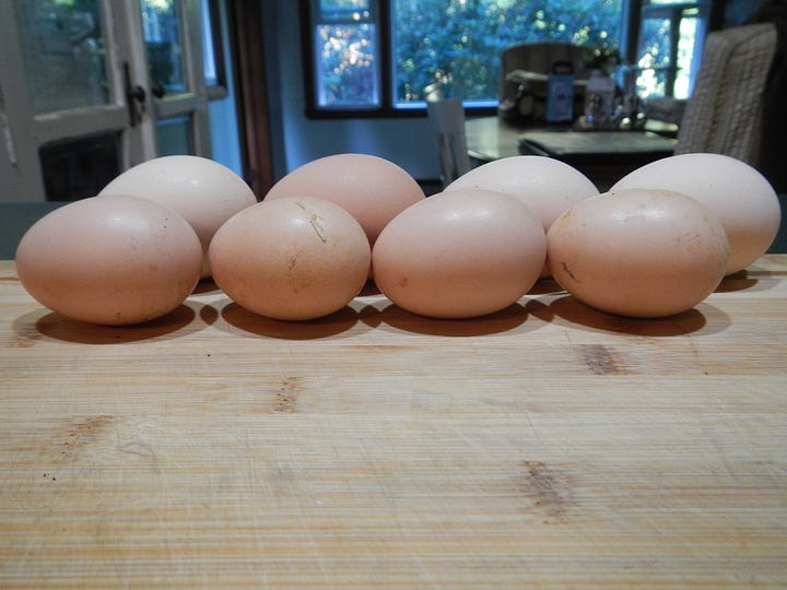 Young layer eggs (smaller) and old laying hen eggs
