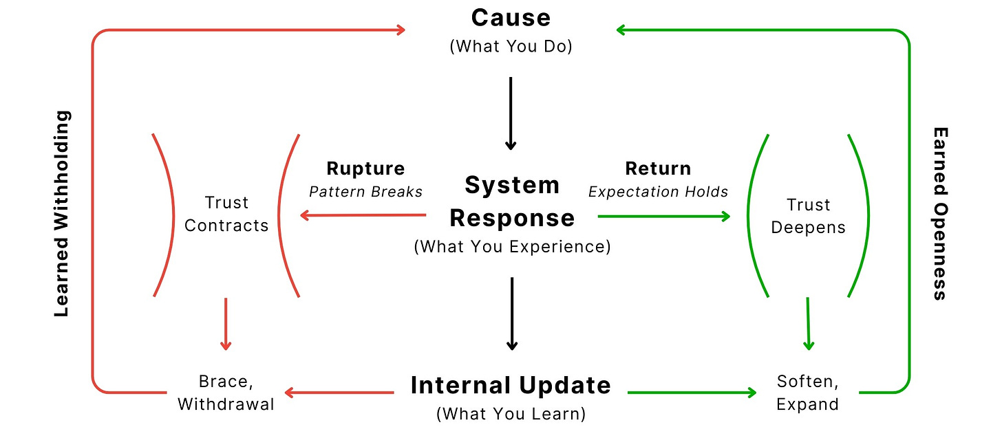 A diagram titled “Figure 2. The Recursive Feedback Loop” illustrating how trust forms and shifts based on feedback. At the top center is Cause (What You Do), leading downward to System Response (What You Experience), then to Internal Update (What You Learn).  From System Response, the model branches:  To the left (in red):  Rupture (Pattern Breaks) leads to Trust Contracts, then to Brace, Withdrawal, which loops back to internal updates that form Learned Withholding.  To the right (in green):  Return (Expectation Holds) leads to Trust Deepens, then to Soften, Expand, which loops back to internal updates that form Earned Openness.  The left side of the loop represents a contracting trust response through rupture, while the right side shows expanding trust through consistent return. The cycle is recursive, showing how trust is built or broken over time depending on pattern stability.