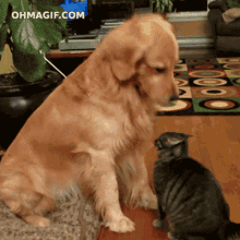 Dog Petting Cat Pet GIF - Dog Petting Cat Pet Petting - Discover & Share  GIFs