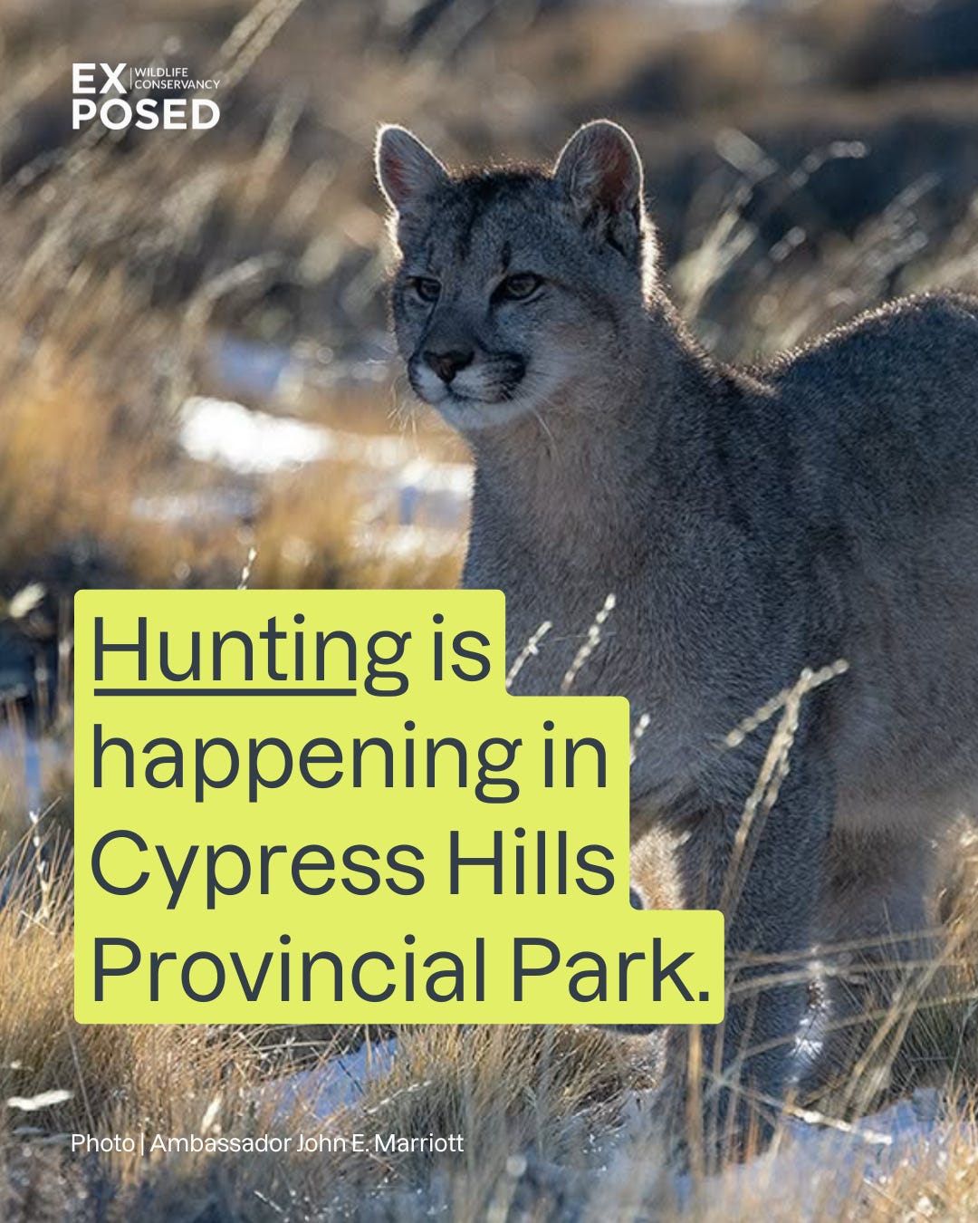 May be an image of big cat and text that says 'EX WILDLIFE CONSERVANCY POSED Hunting is happening in Cypress Hills Provincial Park. Photo Ambassador Johm tojAmbassadorJohnE:Marriot Marriott'