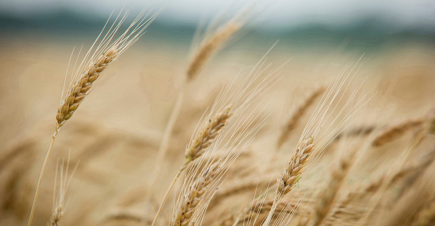 Chickasha Wheat Field Day set for April 30 | Oklahoma State University