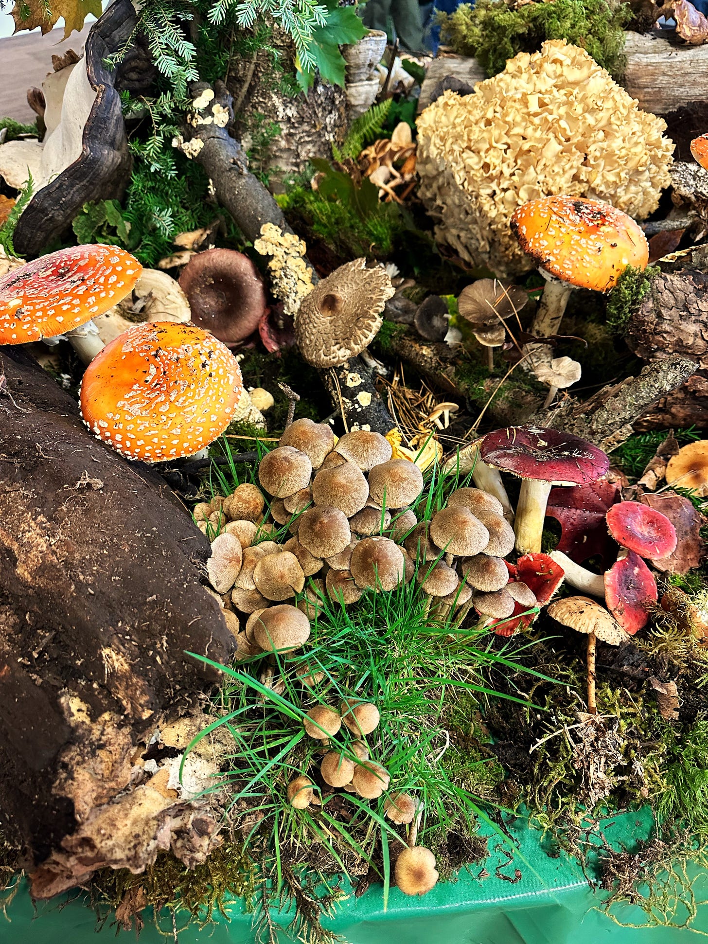 A sampling of wild mushrooms, mosses and branches at the front table as you enter the show.  