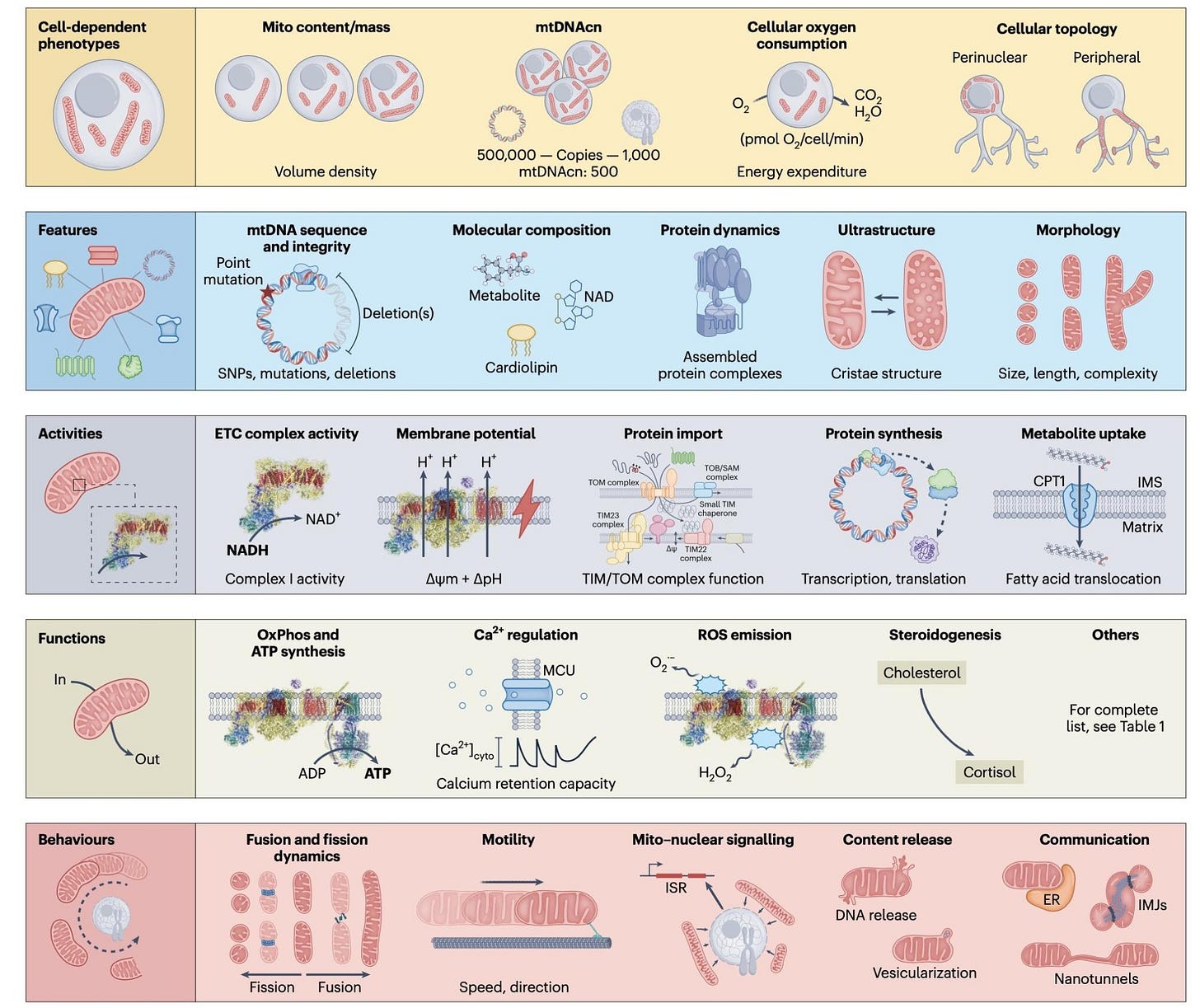 Table of cell-dependent phenotypes, features, activities, functions, and behaviors. Table of cell-dependent phenotypes, features, activities, functions, and behaviors.