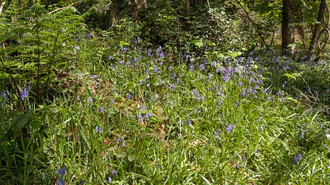 A shady woodland in spring with bluebells and orchids