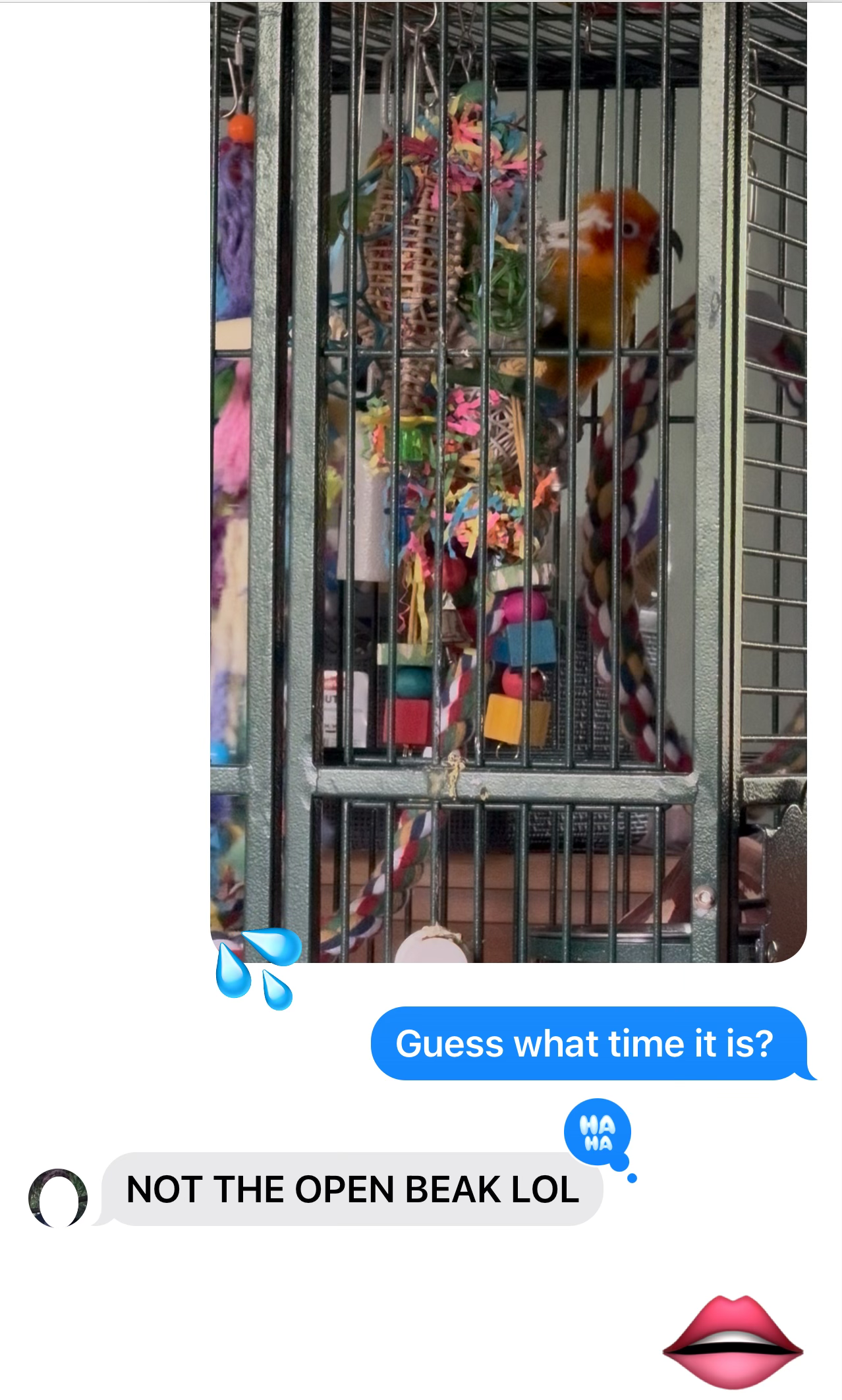 Screenshot of a group chat showing a conure in the back of their cage saying "Guess what time it is?" with a reply NOT THE OPEN BEAK LOL
