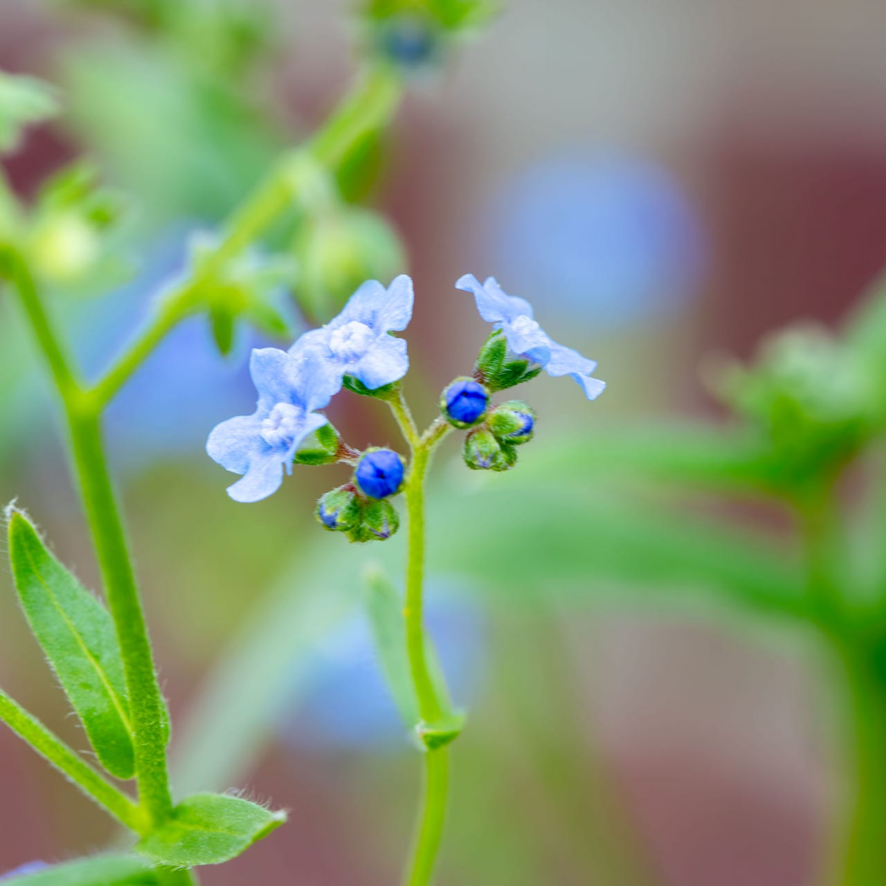 Chasing the Blue Flower  logo