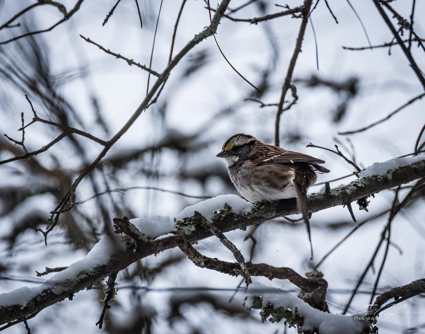 Small bird on a snow covered branch in Athens, Ga