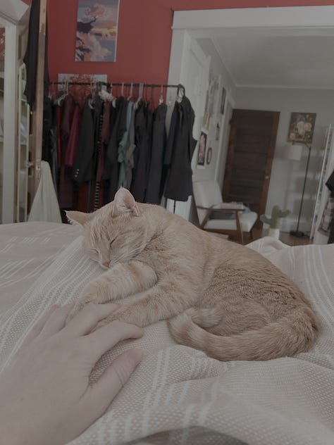 Pictures of cats