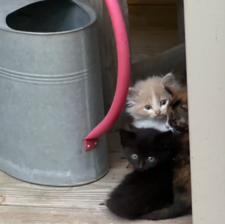 Kittens hiding next to water can on front porch, and kittens sitting on ledge inside back screen porch.