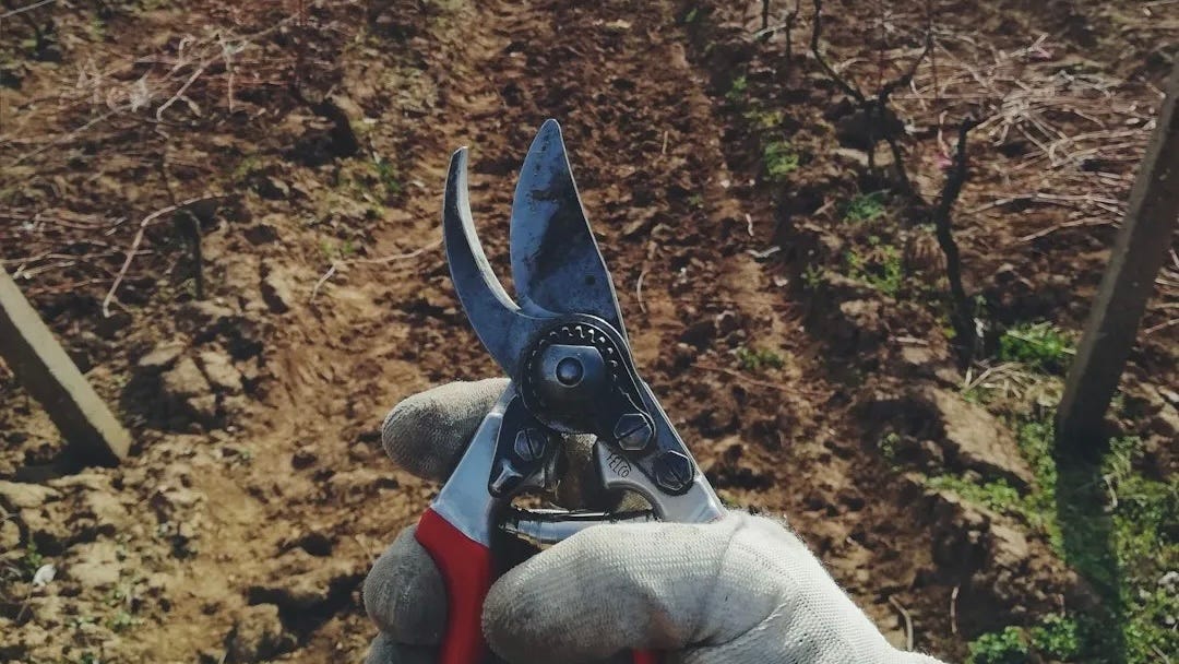 Time to Prune! You've Got Too Much of a Good Thing