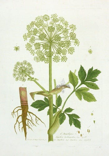 Show 310: Angelica