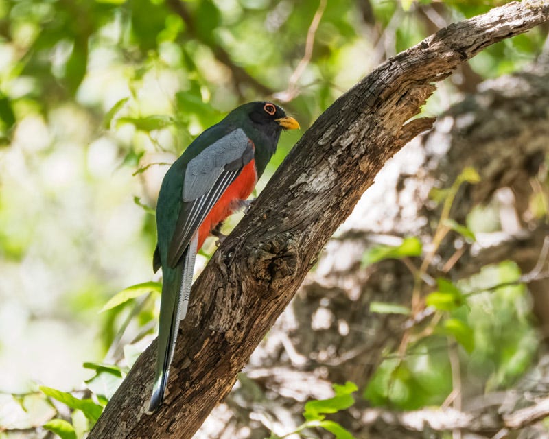 20260422-Chiricahuas-672-Edit.jpg