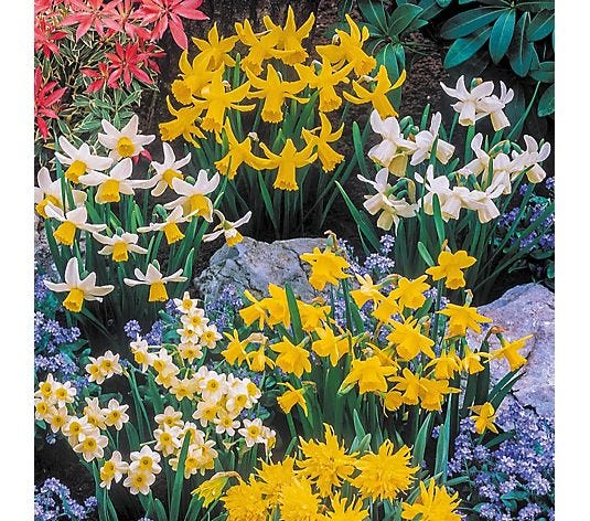 YouGarden Narcissus Short Mixed x200 Bulbs