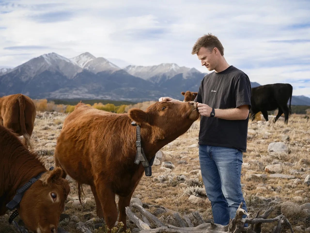 AI Cow Collar Startup Halter Raises $220 Million in Latest Deal - Bloomberg AI Cow Collar Startup Halter Raises $220 Million in Latest Deal - Bloomberg
