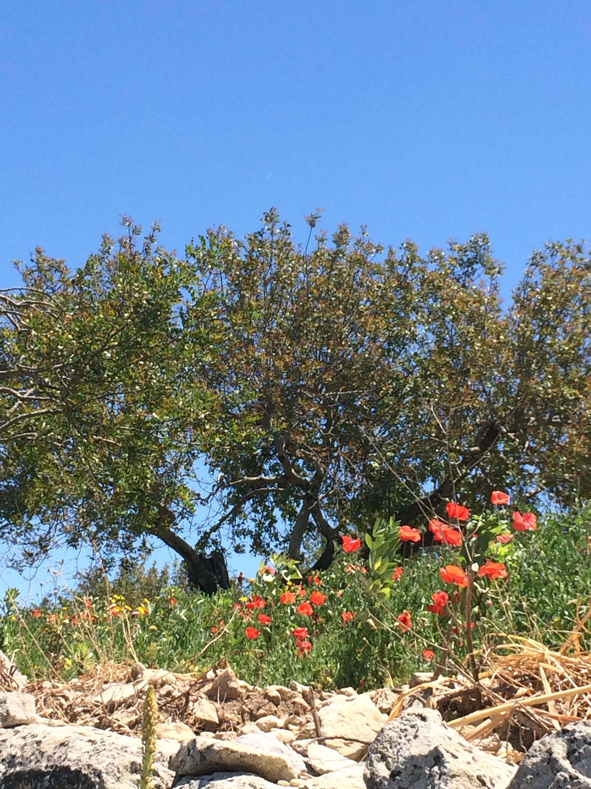 A touch of Greece in Florence | An Ex-Expatriate, image size:2448x3264
