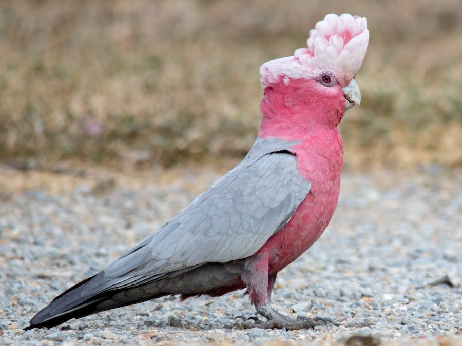 Galah - eBird