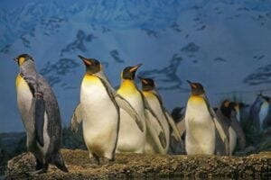 Penguins on brown ground