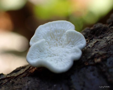 A series of three images shows a variety of forest mushroom in red, pink, and white.