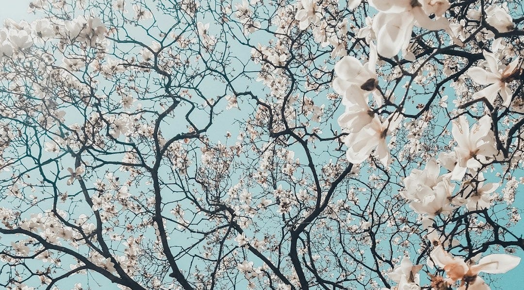 sakura tree in bloom