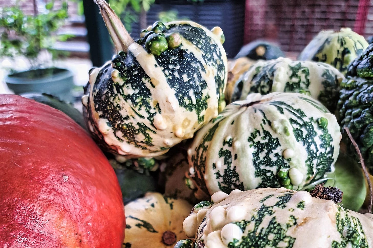 pumpkins