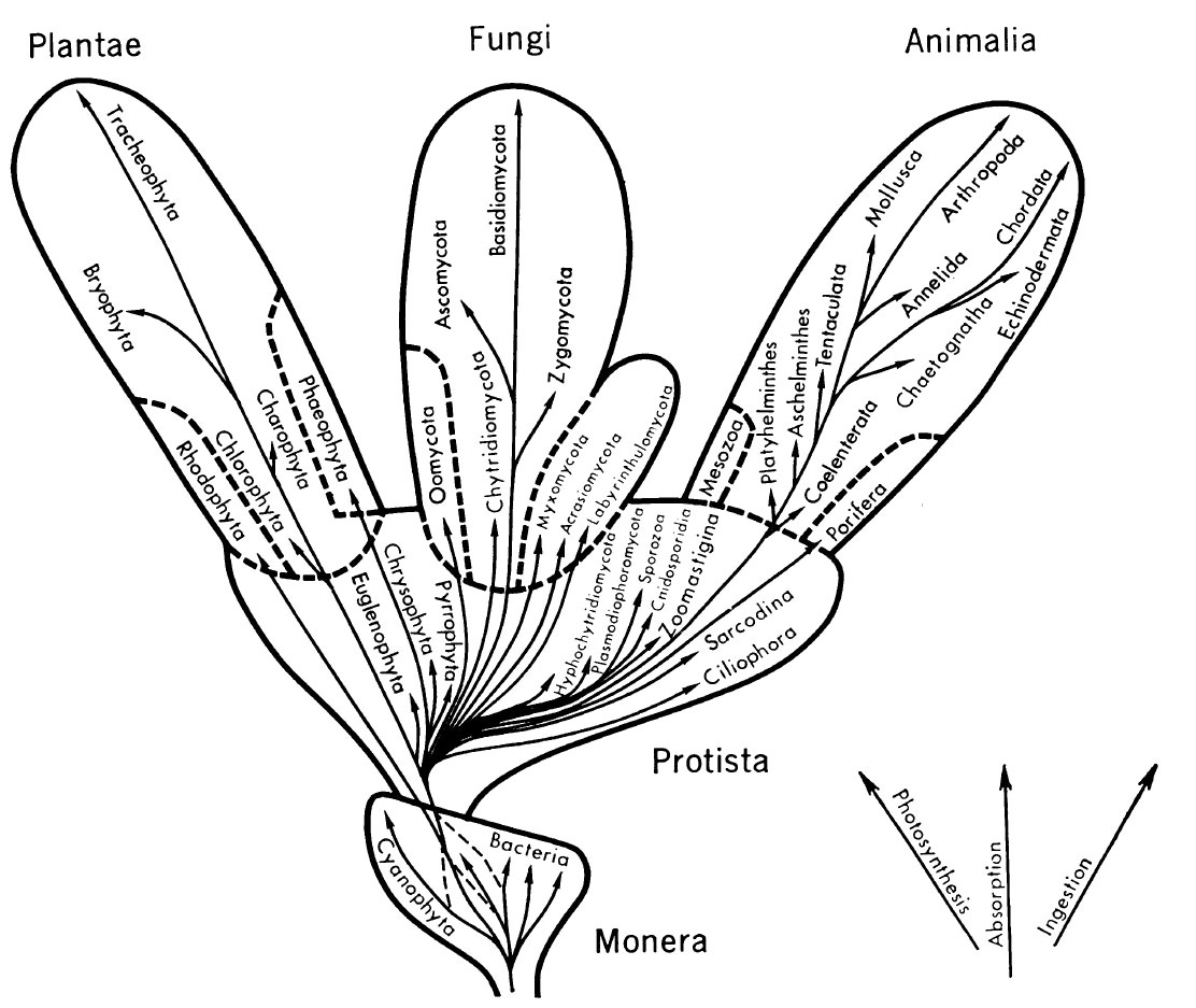 Image of the tree of life from Robert H. Whittaker, featuring five kingdoms of life Image of the tree of life from Robert H. Whittaker, featuring five kingdoms of life