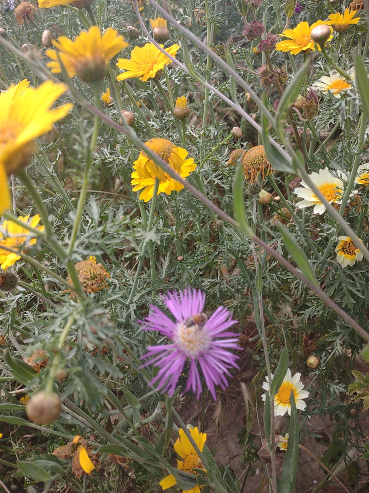 Two photos side by side of purple and yellow flowers but the second one is faded and shows muted colors that the dog would see