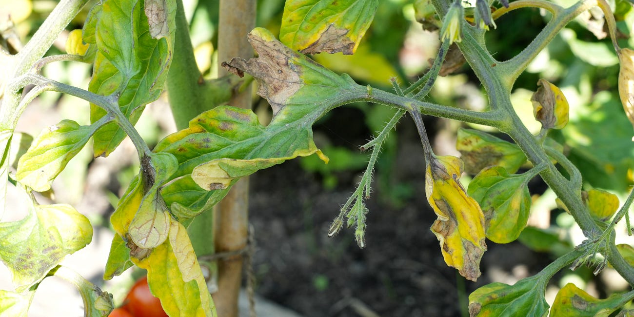 How to spot and deal with blight on potatoes and tomatoes