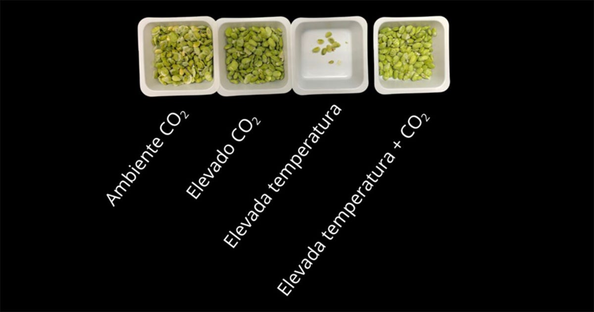 Potes com grãos verdes. A quantidade variou segundo as condições de cultivo. Com elevada temperatura, a quantidade é bem pequena