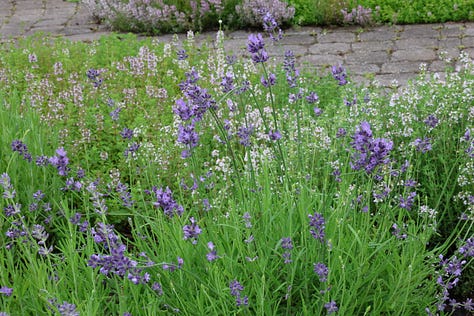 various herbs in an herb garden