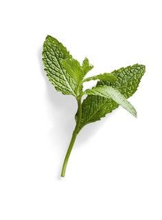 This contains an image of: The 4 Easiest Herbs to Grow at Home, According to a Garden Expert