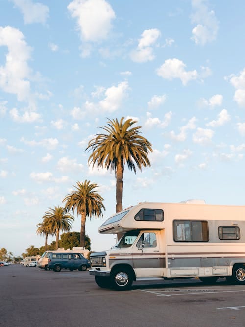 Free RVs parked under palm trees in a bright daylight urban parking lot setting. Stock Photo