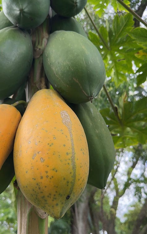 Multiple orange and yellow peaches on a tree, a woven basket of peaches, and yellow and green papayas on a tree.