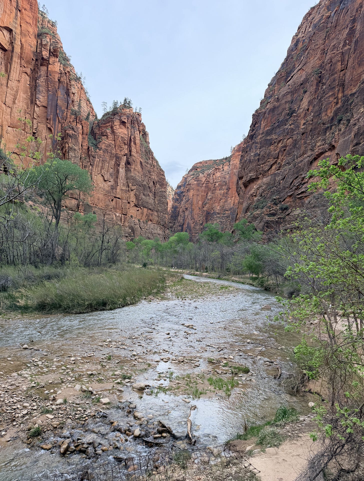Hiking through the Narrows in Zion National Park with river and canyon walls