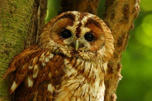 Tawny owl Tawny owl